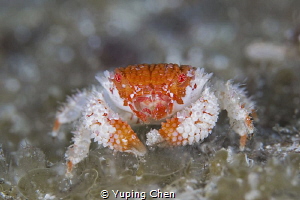 Beautiful Purse Crab/AKA island, Okinawa,Japan, Canon 5D ... by Yuping Chen 